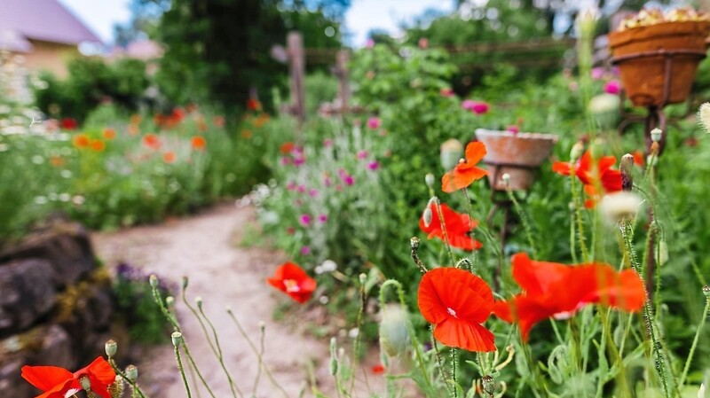 Klatschmohn blüht in einem Bauerngarten. Auch im Landkreis Kelheim gibt es am Sonntag mehrere Anlaufstationen beim Tag der offenen Gartentür.