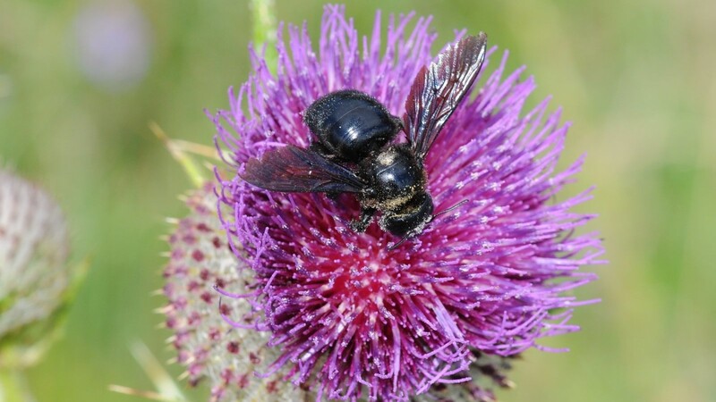 Eine Holzbiene bei der Arbeit. Sie gehört zu den Wildbienen, die im Gegensatz zu den viel zahlreicheren Honigbienen eine bedrohte Art ist.