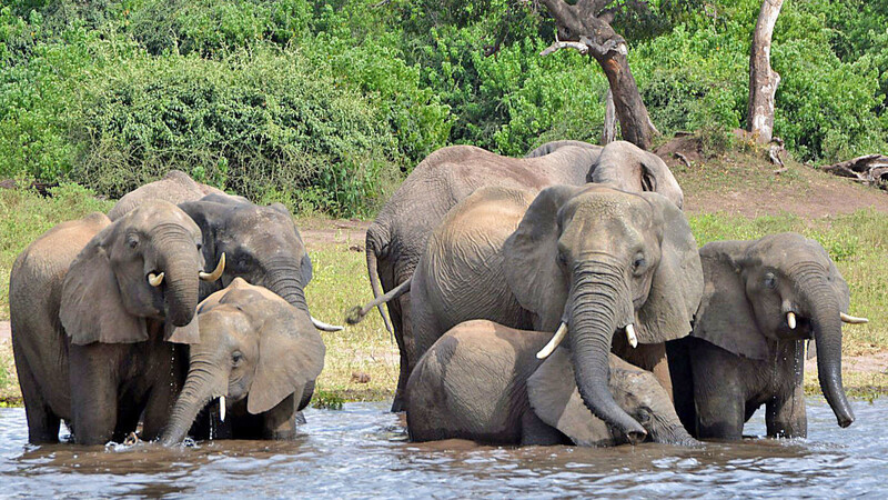 Elefanten im Chobe-Nationalpark in Botsuana. In dem Land leben derzeit über 130.000 Elefanten.