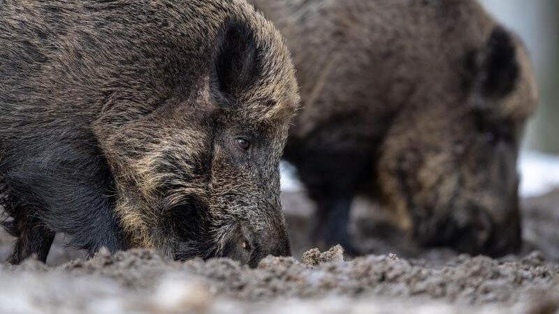 In Brandenburg sind möglicherweise weitere Wildschweine von der Afrikanischen Schweinepest betroffen. (Symbolbild)