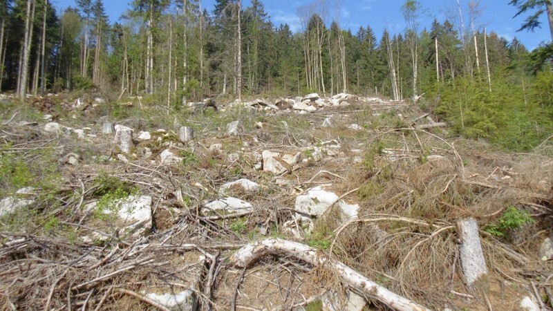 Schadflächen aus 2018. Reicht die Naturverjüngung aus oder muss in den nächsten Jahren trotz schwierigem Geländes gepflanzt werden. Ohne engagierte Jagd wird die Arbeitsbelastung für den Waldbesitzer noch höher.