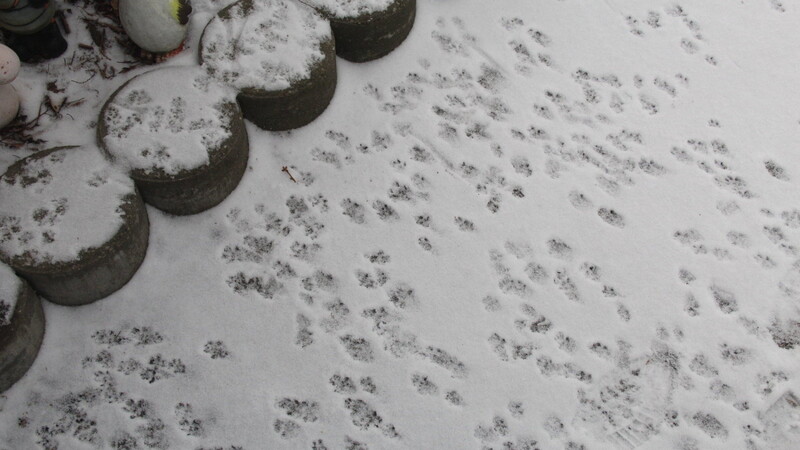 Die Spuren im Schnee verraten, dass hier nicht nur eine Ratte unterwegs war.