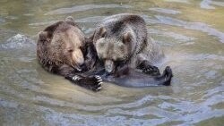Neben den beiden erwachsenen Bären Luna und Benny ist im Gehege des Nationalparks in Neuschönau auch noch ihr Nachwuchs, Luserl und Ralu, untergebracht.
