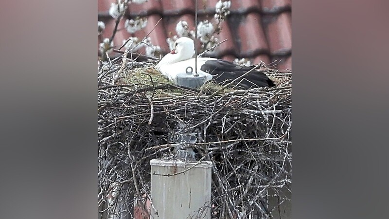 Die Einsicht ins neue Schierlinger Nest ist schwer für den Horstbeobachter.