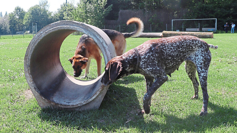 Hanni und Senta erkunden die neuen Spielmöglichkeiten auf der Hundewiese.