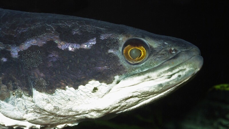 Faszinierend, unheimlich - und brandgefährlich. Der Argus-Schlangenkopffisch gilt als äußerst gefräßig und könnte die heimischen Ökosysteme im US-Bundesstaat Georgia gehörig auf den Kopf stellen.