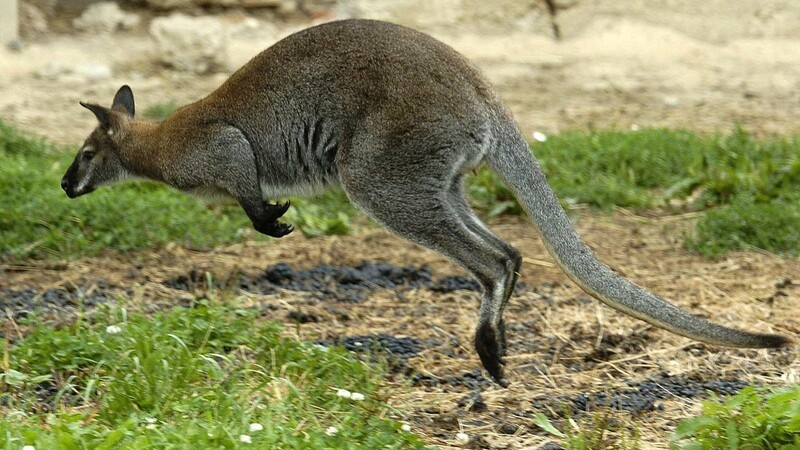 Ist im Raum Mauern im Landkreis Freising derzeit ein exotischer Besucher in freier Wildbahn unterwegs? Eine junge Frau will dort zumindest in der Nacht auf Sonntag ein Känguru gesehen haben. (Symbolbild)