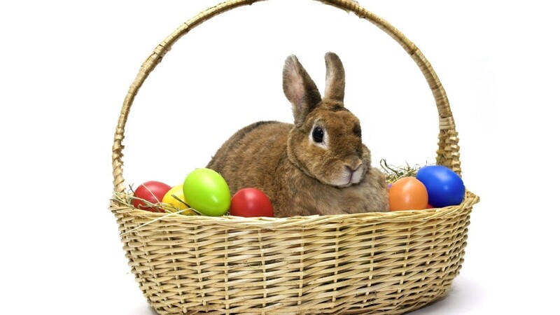 ?Ein Tier ist kein Geschenk? heißt es im Tierheim Heinzelwinkl. Deshalb werden bis nach Ostern keine Hasen mehr vermittelt.