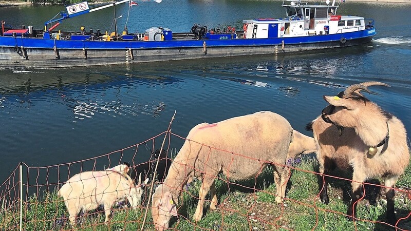 Schafe und Ziegen beweiden Grasflächen im Hafengebiet, die für technische Geräte schwer zugänglich sind. Wo die Tiere grasen, wird die Artenvielfalt größer.