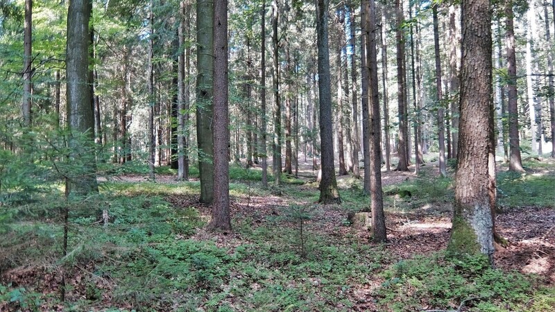 Mehr Wald: Der Landkreis Deggendorf will künftig aufforsten. Auch der Umweltausschuss stimmte gestern dem Grundsatzbeschluss zu.