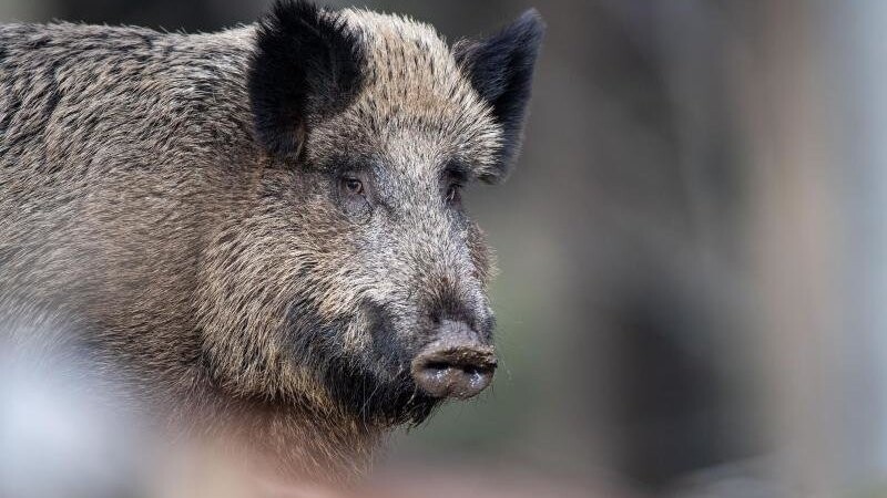 In Pfarrkirchen hat ein Wildschwein eine Frau in ihrem Garten erschreckt. (Symbolbild)