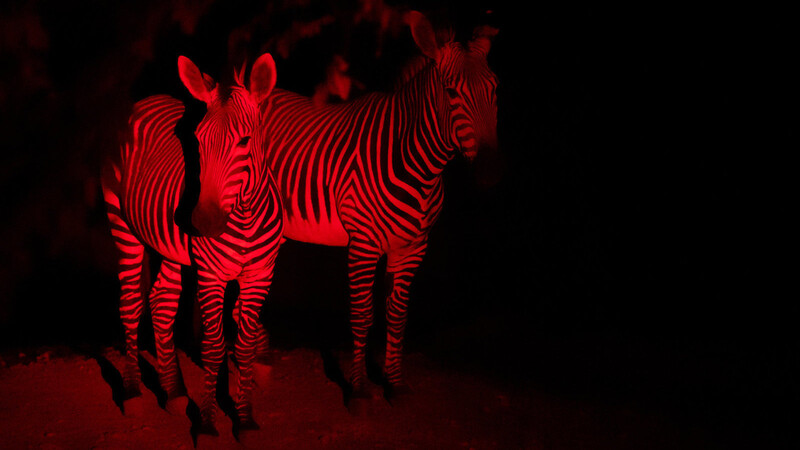 Zwei Zebras, angestrahlt mit einer speziellen roten Taschenlampe. Dieses Licht stört die Tiere weniger als etwa ein normaler Blitz.