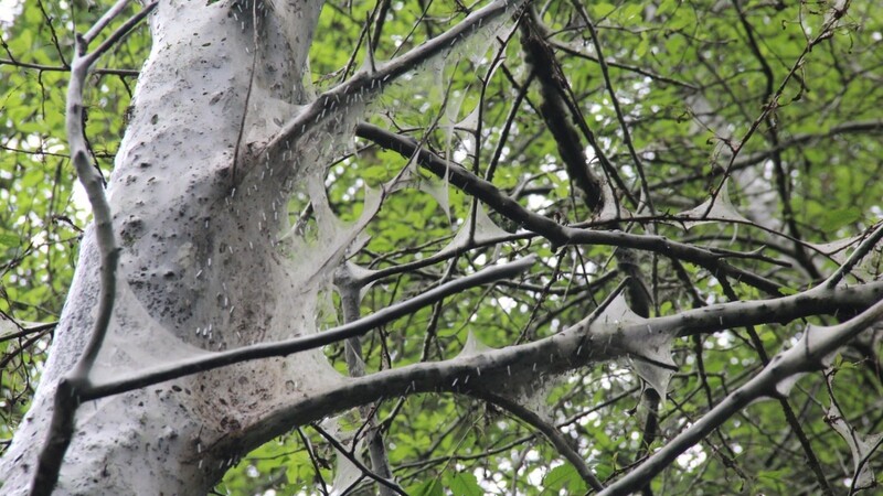 Die befallen Bäume und Sträucher sehen gespenstisch aus, überleben den Hunger der Raupen aber schadlos und treiben einfach neu aus, wenn sich alle Raupen in Motten verwandelt haben.