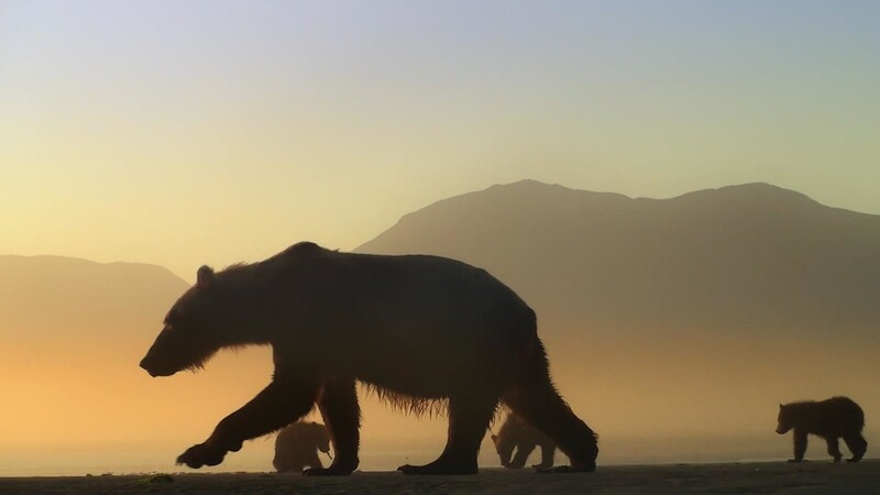 Hier sind die Menschen nur zu Gast: Bären in Alaska.