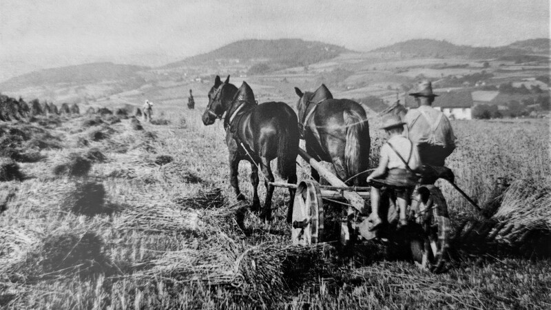 Eine erhebliche Arbeitserleichterung bei der Getreideernte brachte die von Pferden und später vom Traktor gezogene Mähmaschine. Das geschnittene Getreide musste aber immer noch per Hand zu Garben gebunden werden.