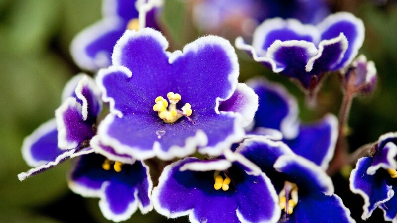 Ein Usambaraveilchen: Nur wenige Pflanzen entwickeln Blüten in Blau, sagen Forscher der Uni Bayreuth.