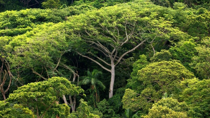 Zu den bedrohten Naturschutzgebieten zählen unter anderem die Regenwälder in Lateinamerika.