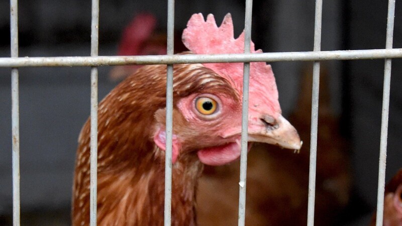 Das Landratsam Straubing-Bogen meldet, dass die Vogelgrippe weiterhin eine Gefahr darstellt und die Maßnahmen zur Eindämmung weiterhin Bestand haben.