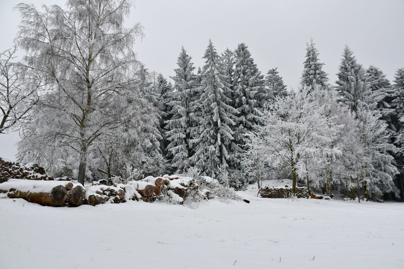 Verschneiter Winterwald in Maibrunn (Gemeinde Sankt Englmar). 