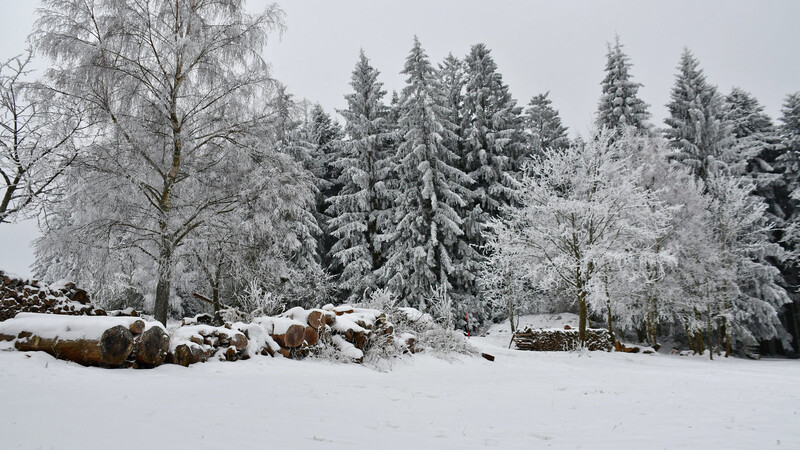 Verschneiter Winterwald in Maibrunn (Gemeinde Sankt Englmar).