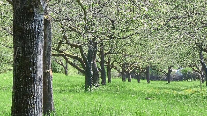 Ein herrlicher Anblick: Eine vom Landschaftspflegeverband Kelheim VöF betreute Streuobstwiese in voller Blüte.