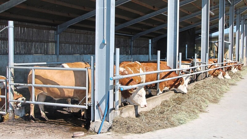 Die Kühe leben in Außernzell in einem luftigen Stall und bekommen nur speziell zusammengestelltes Futter.