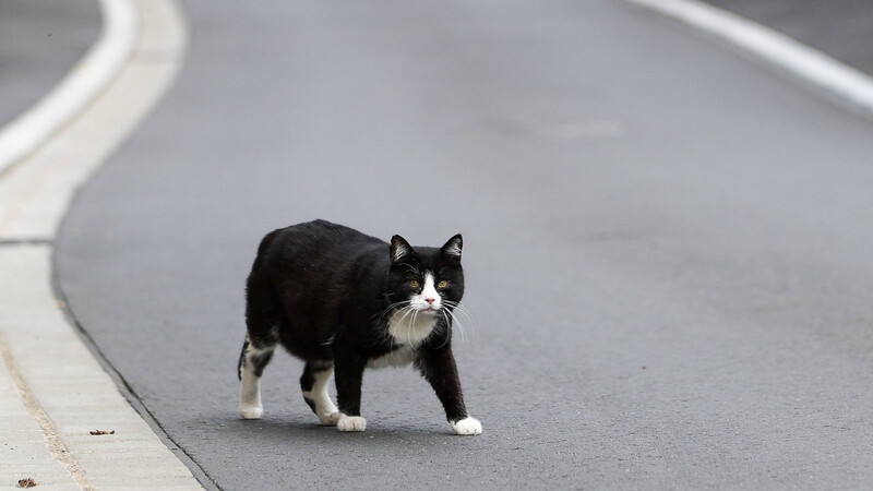 Eine an der B15 bei Altheim liegende Katze hat am Montagvormittag einen Polizeieinsatz ausgelöst. (Symbolbild)