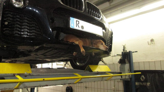 Ein Glückspilz: Mischlingshund "Bruno" überlebte einen Zusammenstoß mit einem BMW - weil er in der Fahrzeugfront eingeklemmt wurde.
