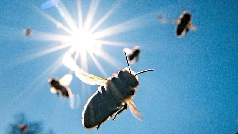 Summ, summ, summ: Gartenbesitzer können viel tun, damit Bienen bei ihnen landen und ihre Pflanzen bestäuben. Denn nicht nur die Honig- sondern auch die Wildbienen sind stark gefährdet.