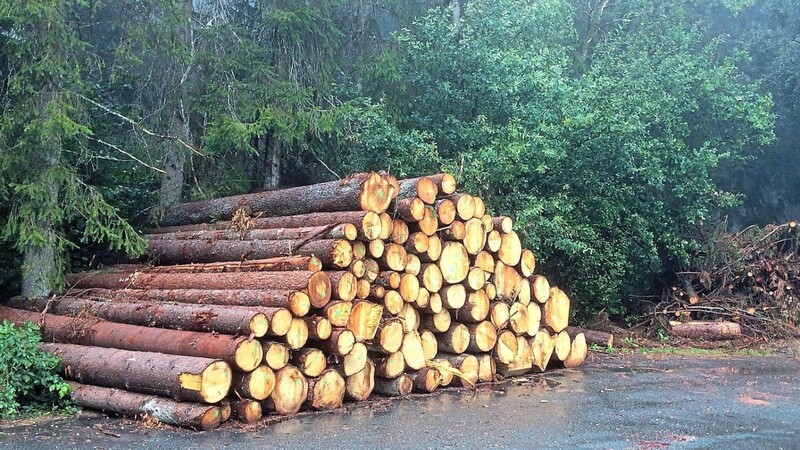 Auch kleinere Mengen an Käferholz und Gipfel müssen schnell aus dem Wald geholt werden, um eine weitere Ausbreitung der Schädlinge zu verhindern.