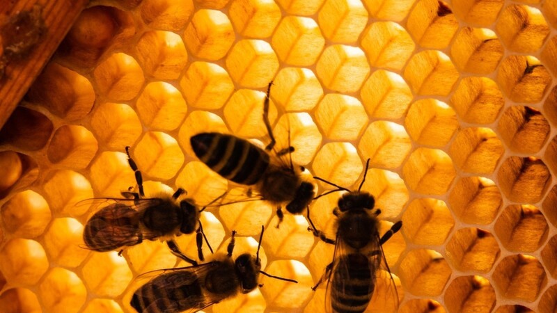 Fleißige Honigbienen auf Bienenwaben bei der Arbeit.