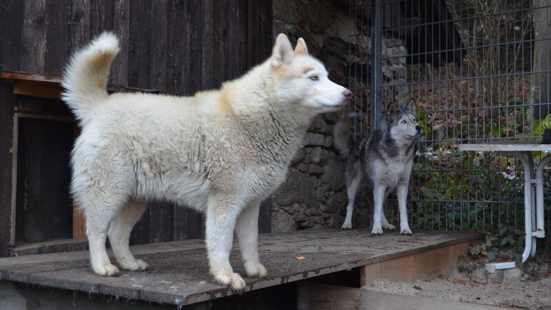Huskys sind Zughunde, sie brauchen deshalb viel Auslauf. (Foto: Gilch)