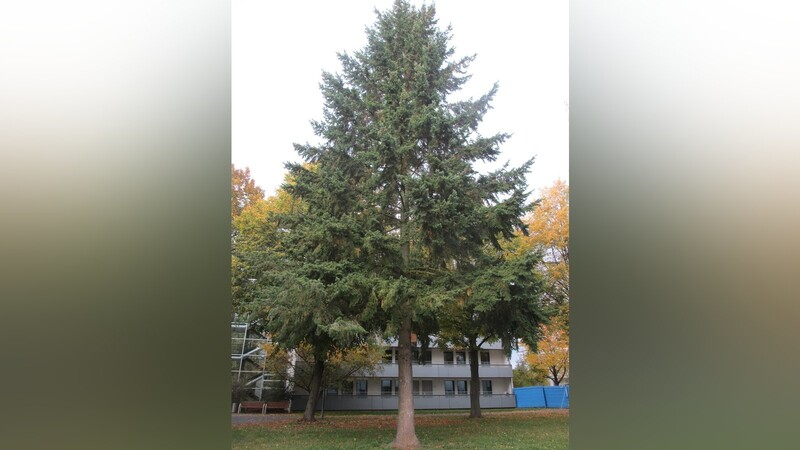 Die Douglasie im Nikola-Park ist noch recht klein. Mit zunehmendem Alter können die Bäume wahre Giganten werden.