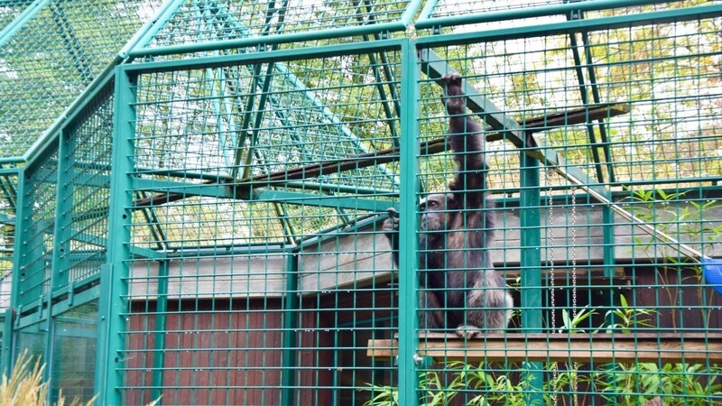 Schimpanse Lutz in seinem Gehege. Am Schicksal des Straubinger Schimpansen entzündet sich derzeit die Emotionen vieler Tierrechtler.
