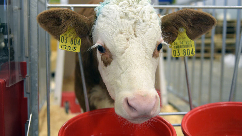 Joachim Rukwied, Präsident des Deutschen Bauernverbandes, steht mit einem Glas Milch in der Hand am 13.01.2016 vor Beginn der Grünen Woche im Bereich des sogenannten Erlebnisbauernhofs auf dem Messegelände in Berlin bei einer Milchkuh. Die Internationale Grüne Woche findet vom 15. bis zum 24.01.2016 statt.