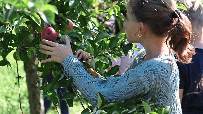 Die Kinder durften von bestimmten Bäumen Äpfel pflücken.