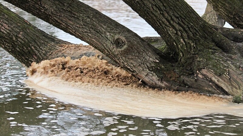 Schaum: An den Ästen, die in die Donau ragen, sammelt sich der Schaum zu hohen Schaumkronen.