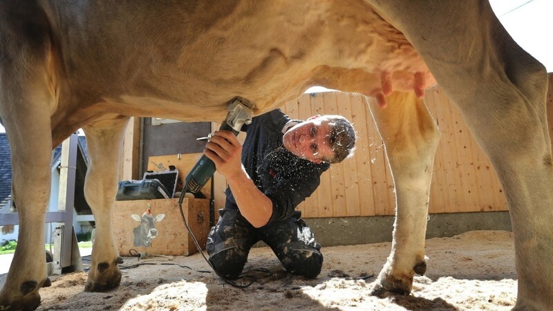 Tobias Guggemos, Kuhfitter und Landwirt, schert unter vollem Körpereinsatz auf seinem Bauernhof im Ostallgäu die vierjährige Swiss-Brown Kuh Granit.