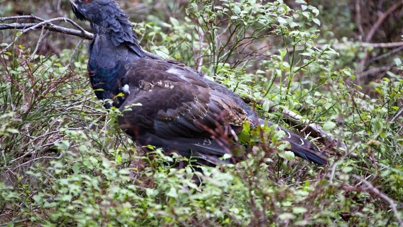 Ein Auerhahn im Gebüsch. Die scheuen Vögel kommen auf den Hochlagen rund um die Chamer Hütte vor.
