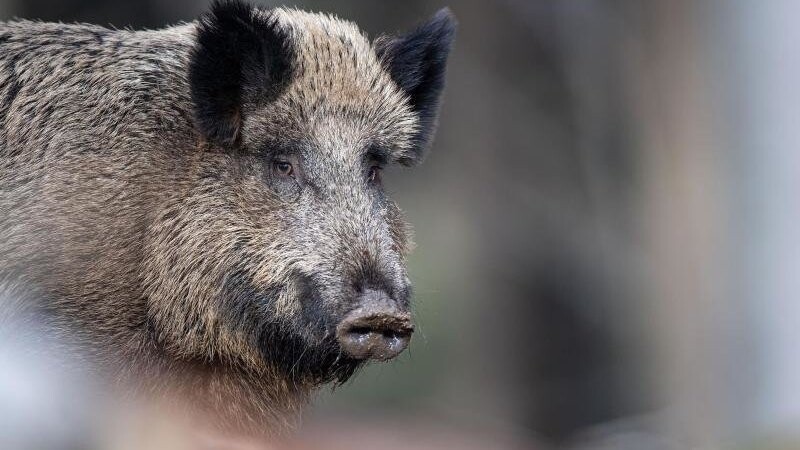 Ein Wildschwein hat am Montag einen Polizeieinsatz in Straubing ausgelöst (Symbolbild).