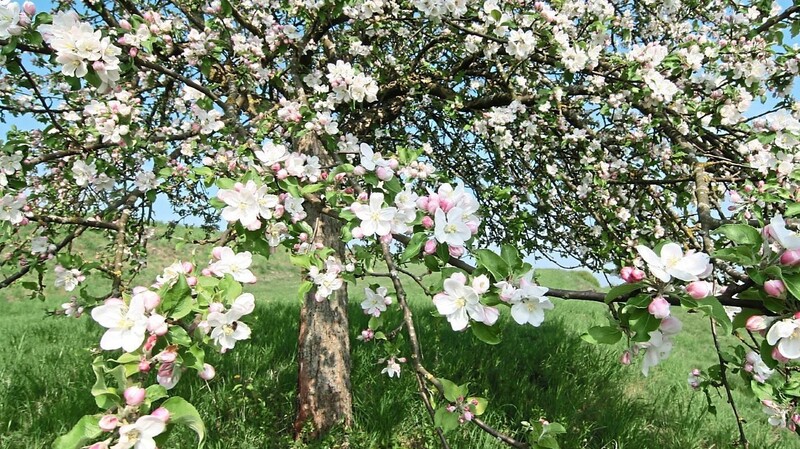 So wie auf diesem Bild werden bald schon die Apfelbäume in voller Blüte stehen.
