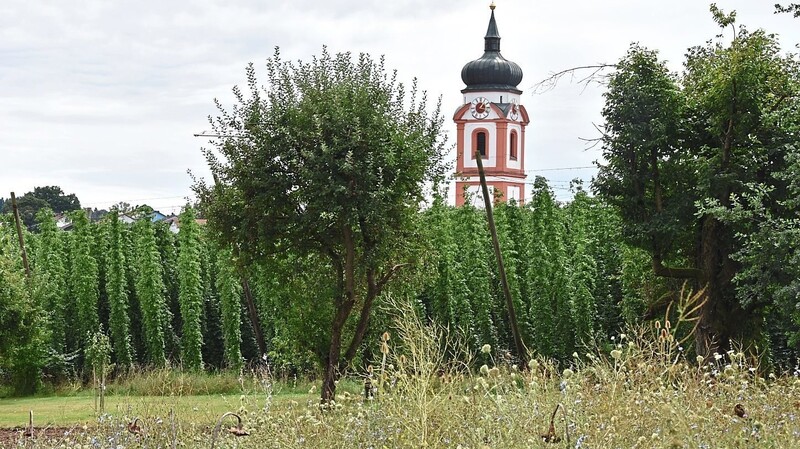 Die Pfarrkirche von Rudelzhausen im Landkreis Freising erhebt sich über einen fast erntereifen Hopfengarten.