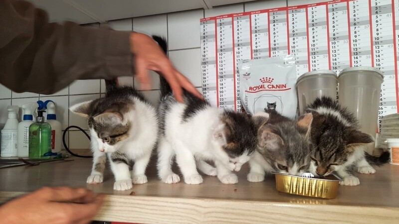 Die vier Katzenbabys sind bei der Katzenhilfe Cham untergekommen.