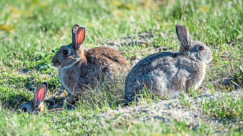 Zwei Kaninchen sitzen auf dem Rasen, eins versteckt sich halb in der Höhle. Im Bereich rund um das KKI leben die Kaninchen in großer Zahl. Nun ist unter ihnen der RHD-Virus im Umlauf.