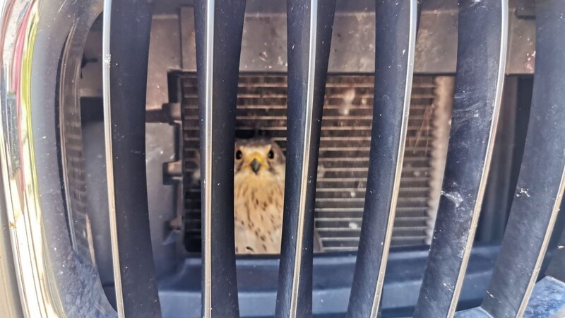 Eine junger Falke sitzt nach einem Zusammenprall mit einem Auto eingesperrt hinter dem Kühlergrill des Wagens.