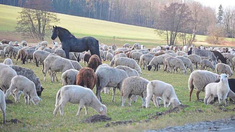 Ein Pferd und zwei prächtige Esel gehören zur Schafherde und werden zur Abwehr der Wölfe dringend benötigt.
