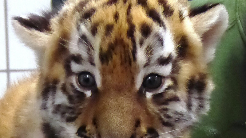 Bei diesem Anblick schlagen Tierliebhaber-Herzen höher: Eines der beiden Tigerbabys, das im Tiergarten Straubing zur Welt gekommen ist.