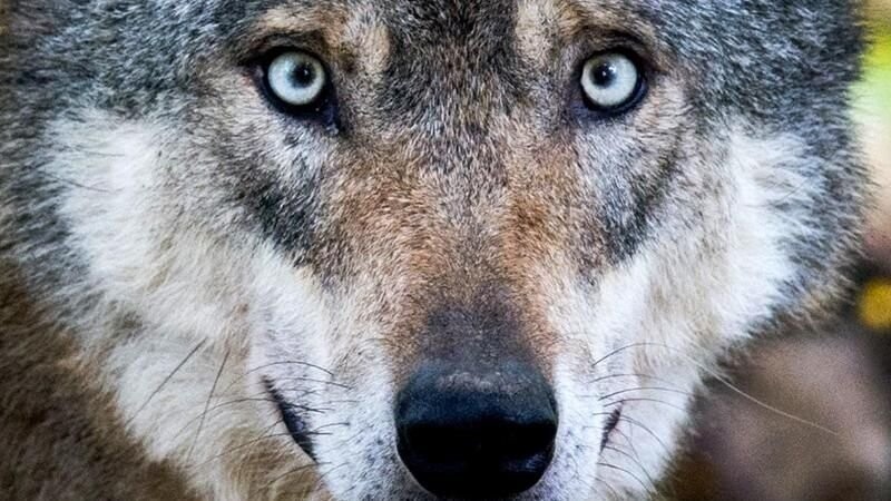 Wer einen Wolf sieht, soll sich sofort bei der Polizei Zwiesel melden (Symbolbild).