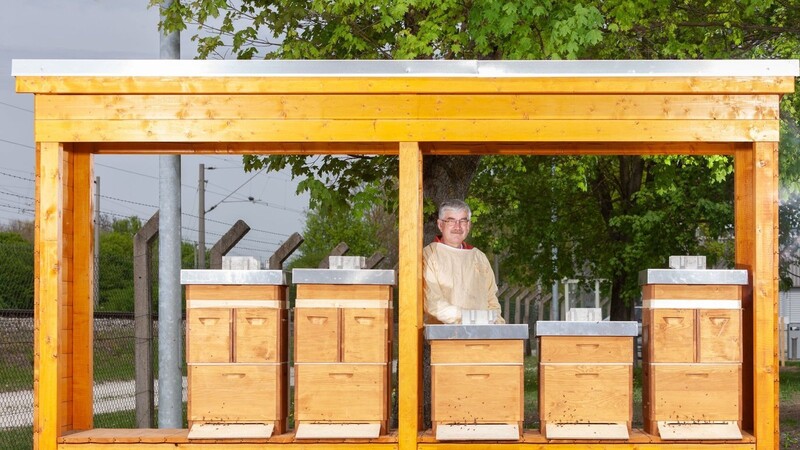 Honigbienen willkommen: Der ehemalige BMW Mitarbeiter und Imker Johann Wimmer hat im neuen Bienenhaus des BMW Group Werks Landshut fünf Völker angesiedelt. Im Lauf des Sommers ist mit der ersten Honigernte zu rechnen.