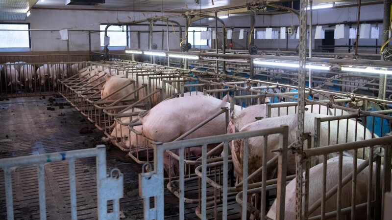 Wenn Schweine zu lang im Stall stehen, legen sie zwar an Gewicht zu, ihr Fleisch verliert aber an Wert.
